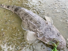 ミナミマゴチの釣果