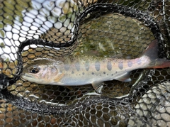 アマゴの釣果