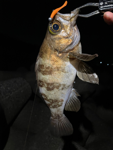 メバルの釣果