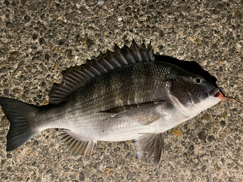 クロダイの釣果