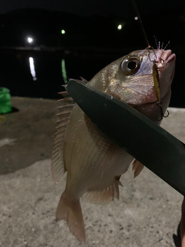 チャリコの釣果