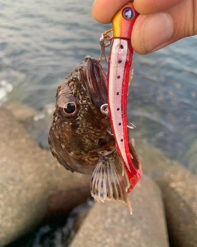 ガシラの釣果