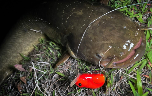 ナマズの釣果