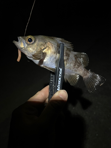 シロメバルの釣果