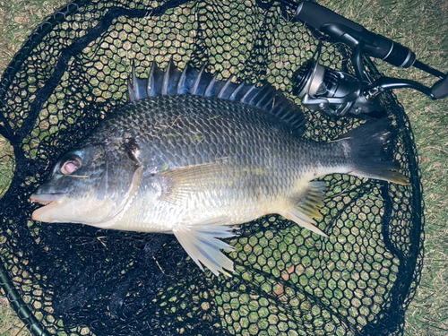 キビレの釣果