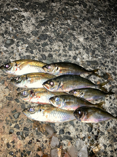 アジの釣果