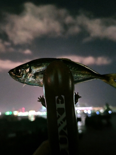 マアジの釣果