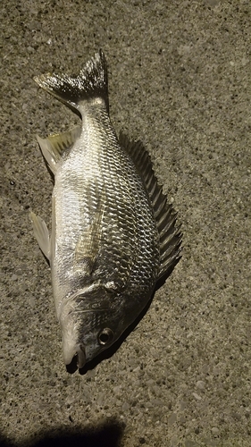 キビレの釣果