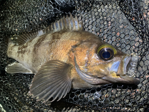 シロメバルの釣果