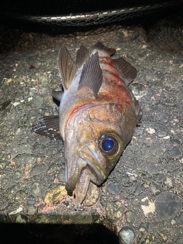 シロメバルの釣果