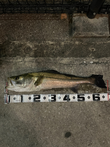 シーバスの釣果