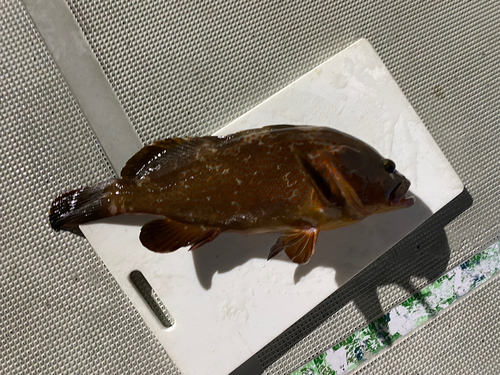 アコウの釣果