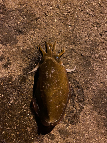 モンゴウイカの釣果