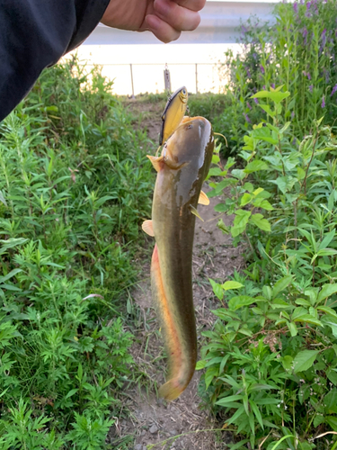 ナマズの釣果