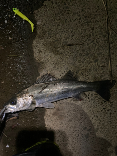 シーバスの釣果