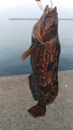 アイナメの釣果