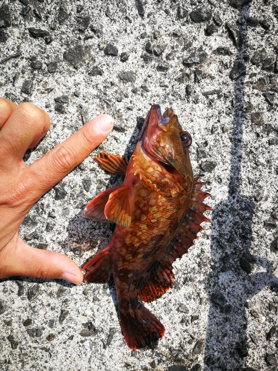ガシラ