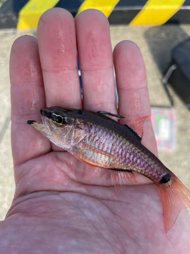 ネンブツダイの釣果