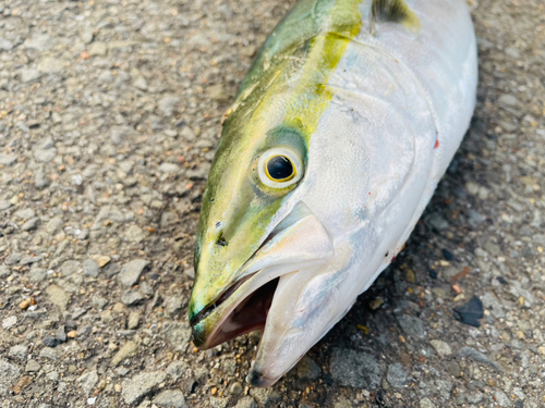 ハマチの釣果