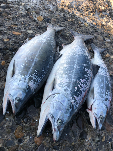 サクラマスの釣果