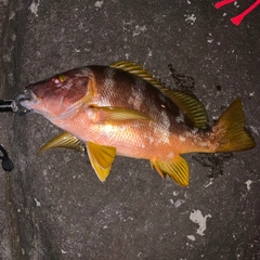 シブダイの釣果