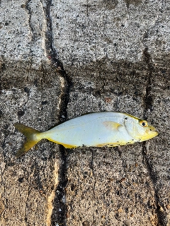 ショゴの釣果