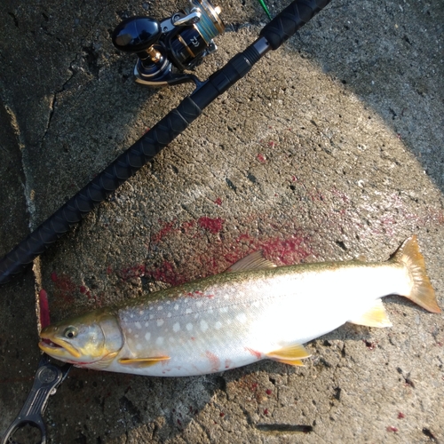 アメマスの釣果