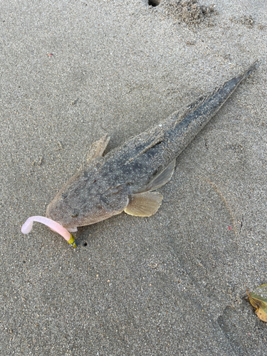 マゴチの釣果