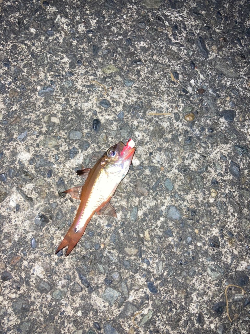 カサゴ