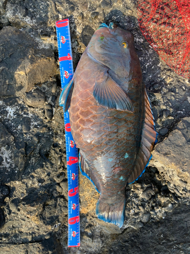 アオブダイの釣果