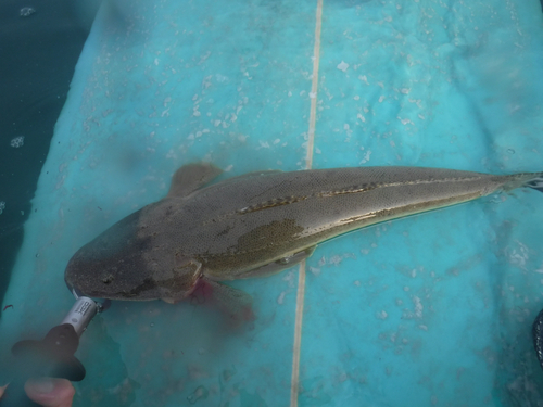 マゴチの釣果