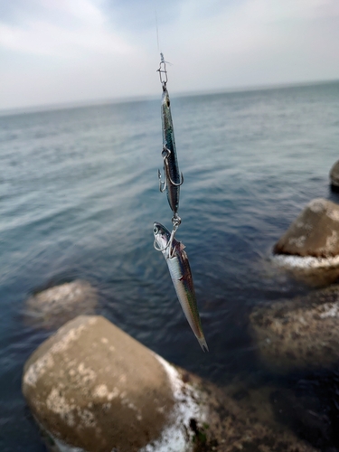 イワシの釣果