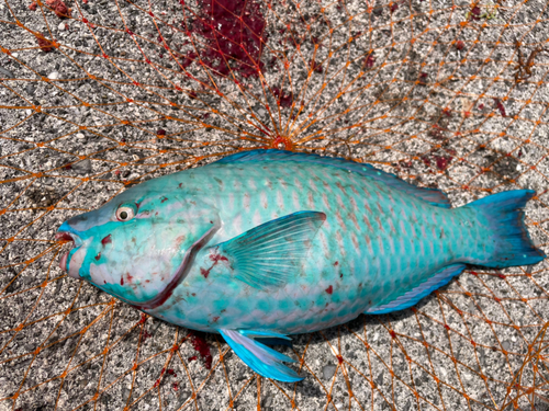 ブダイの釣果