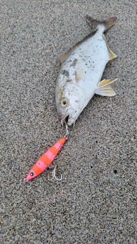 ショゴの釣果