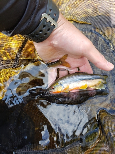 ウグイの釣果