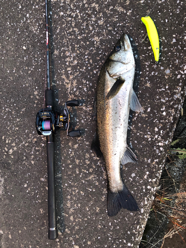 フッコ（マルスズキ）の釣果