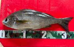 イサキの釣果