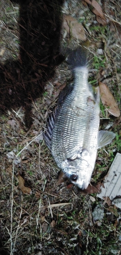 キビレの釣果