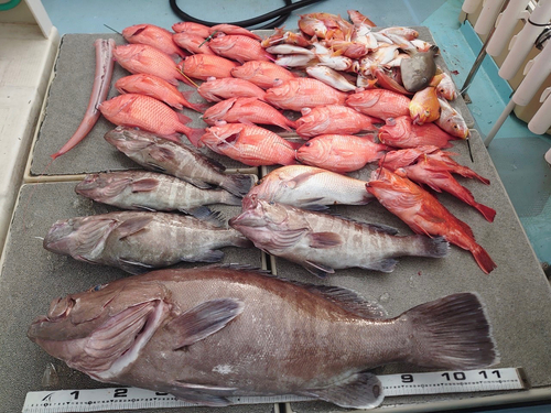 マハタの釣果