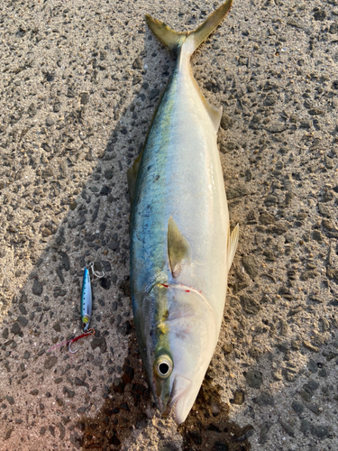 ハマチの釣果