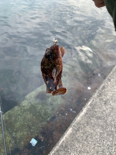 カサゴの釣果