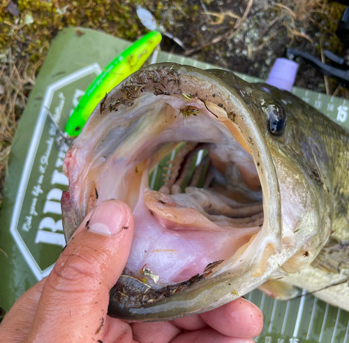 ブラックバスの釣果