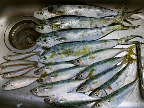 シイラの釣果