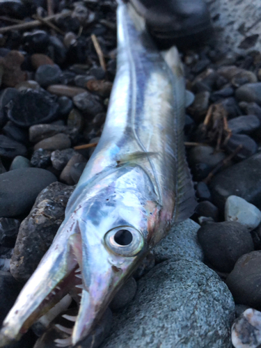 タチウオの釣果