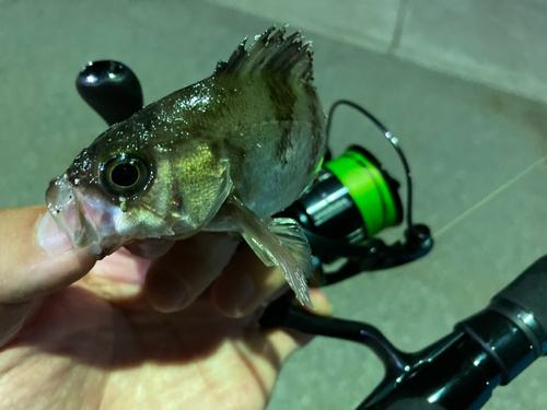 シロメバルの釣果