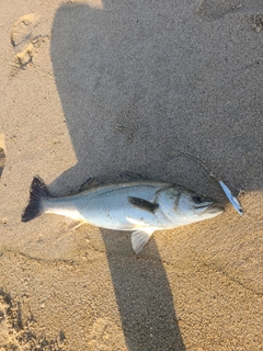 スズキの釣果