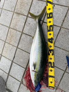 ハマチの釣果