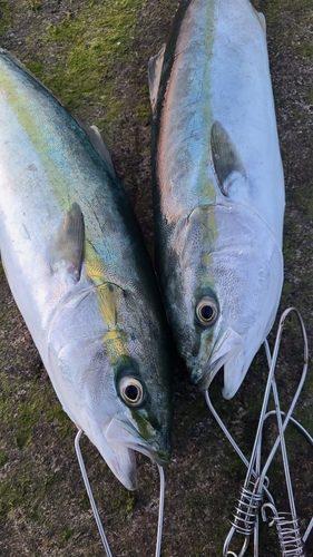 イナダの釣果