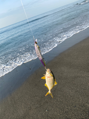 ショゴの釣果