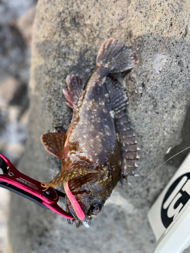 カサゴの釣果